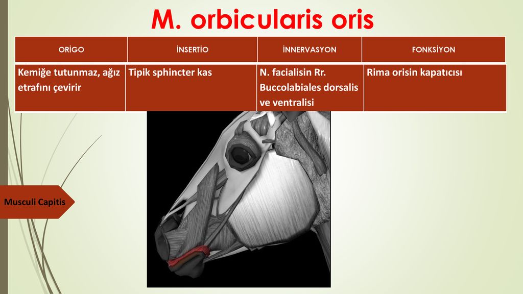 MYOLOG A zel. ppt indir